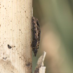 Phanodesta nigrosparsa