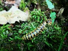 Arthrophaga myriapodina