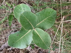 Asclepias variegata