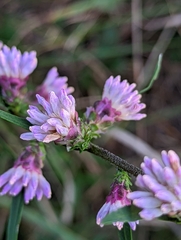 Liatris