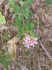 Lespedeza violacea