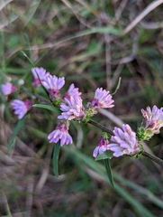 Liatris