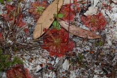 Drosera spatulata