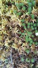 Polytrichum juniperinum