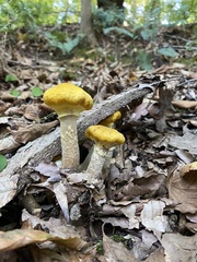 Armillaria mellea