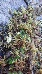 Polytrichum juniperinum