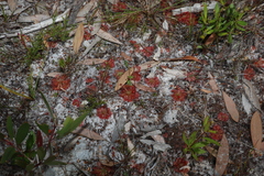 Drosera spatulata