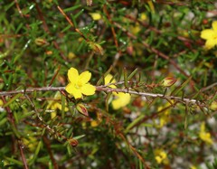 Hibbertia acicularis