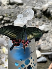 Papilio hopponis