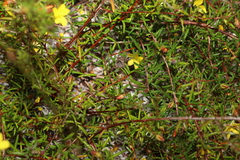 Hibbertia acicularis