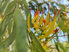 Dendrophthoe glabrescens