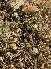 Dipsacoideae