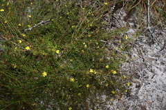 Hibbertia acicularis