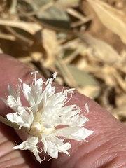 Dipsacoideae