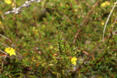 Hibbertia acicularis