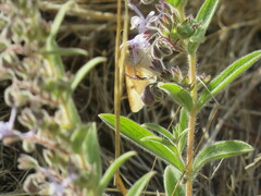 Heliothis