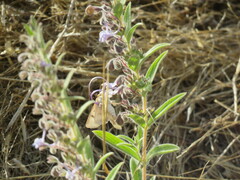 Heliothis
