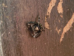 Carrhotus sannio