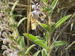 Heliothis