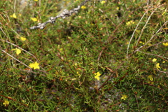 Hibbertia acicularis