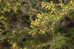 Melaleuca nodosa