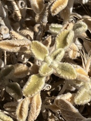 Marrubieae