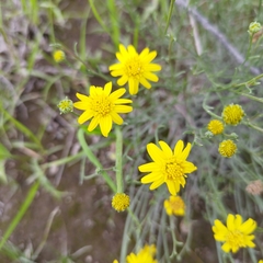 Gutierrezia sericocarpa