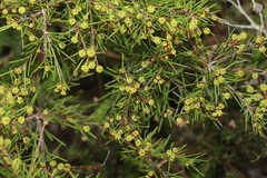 Melaleuca nodosa