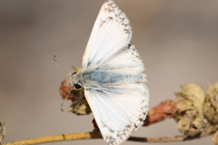 Heliopetes ericetorum