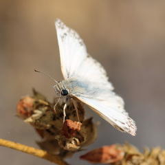 Heliopetes ericetorum
