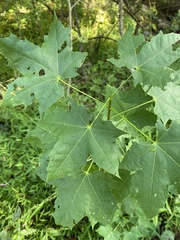 Acer