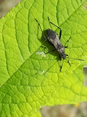 Alydus