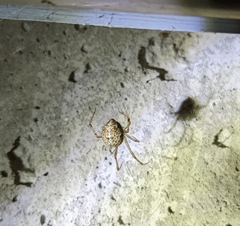 Parasteatoda tepidariorum