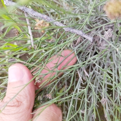 Gutierrezia sericocarpa