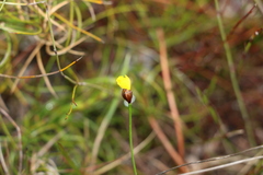 Xyris juncea
