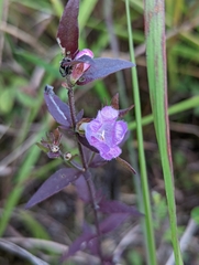 Agalinis auriculata