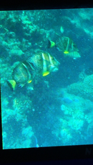 Acanthurus guttatus