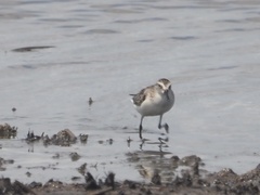 Calidris pusilla