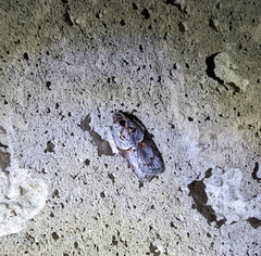 Acleris celiana