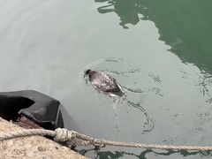 Synthliboramphus antiquus