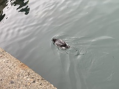 Synthliboramphus antiquus