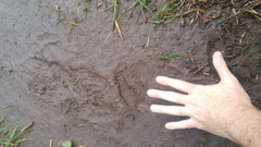 Cervus canadensis canadensis