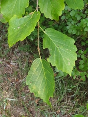 Hamamelis virginiana
