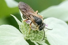 Halictus parallelus