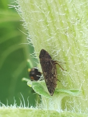 Aphrodes