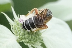 Halictus parallelus
