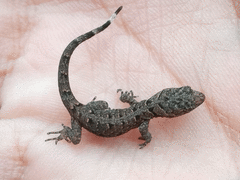 Gonatodes caudiscutatus