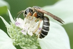 Halictus parallelus