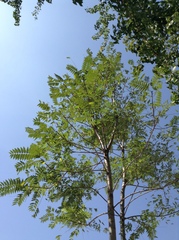 Ailanthus altissima