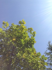 Liriodendron × sinoamericanum